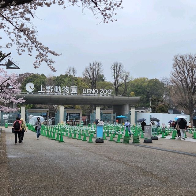 Cherry blossom viewing Park