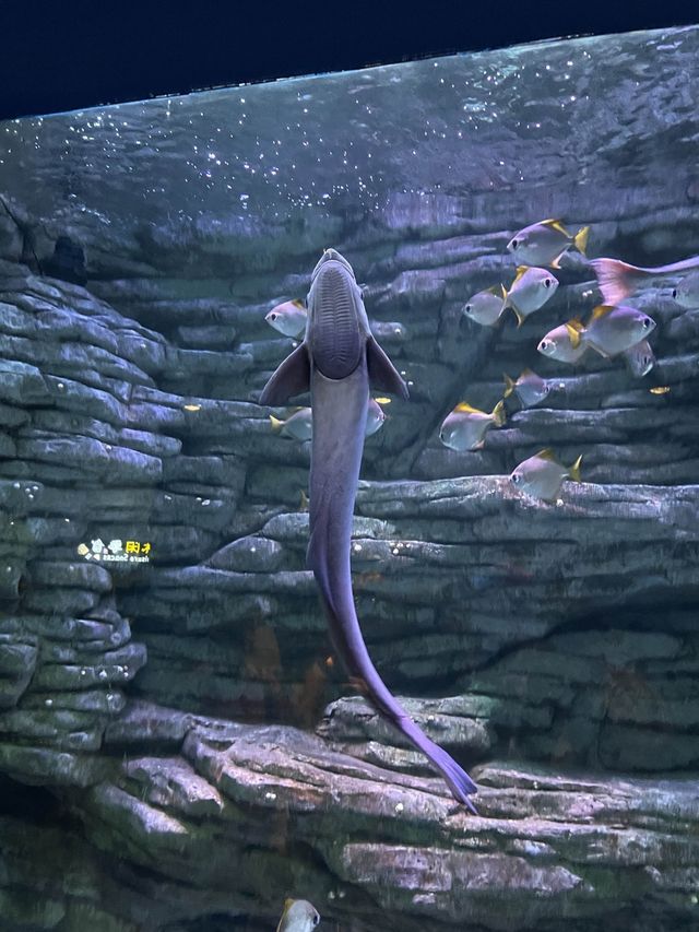 親子週末好去處｜歡樂海岸海洋奇夢館🌊