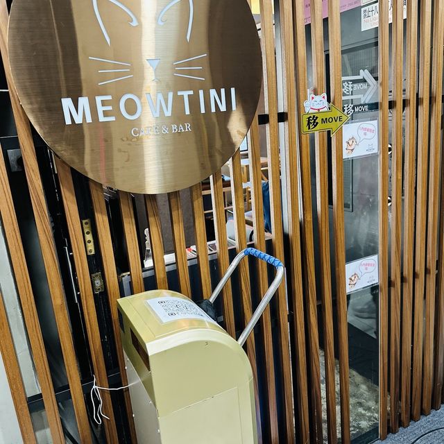 風球下的與貓同樂 風球下的與貓同樂