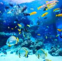 沖繩美麗海水族館ㄧ迷你的海洋