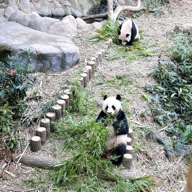 Bon Voyage Cute Panda LeLe
