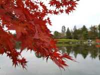 Stunningly beautiful Showa Kinen Park