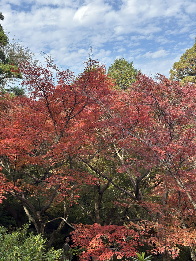🇯🇵京都紅葉🍁東福寺🍁超美😍