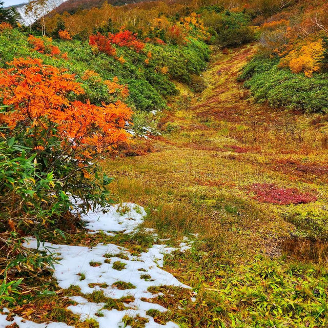 頭輪山道立公園🍁🏔️楓葉飄揚的秋季之美 🍂🌄