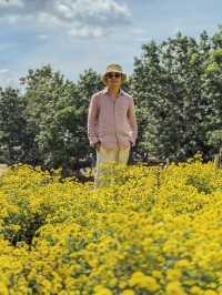 ทุ่งดอกเก็กฮวยบิ๊กโจ๊ย อ.มวกเหล็ก สระบุรี 🌼