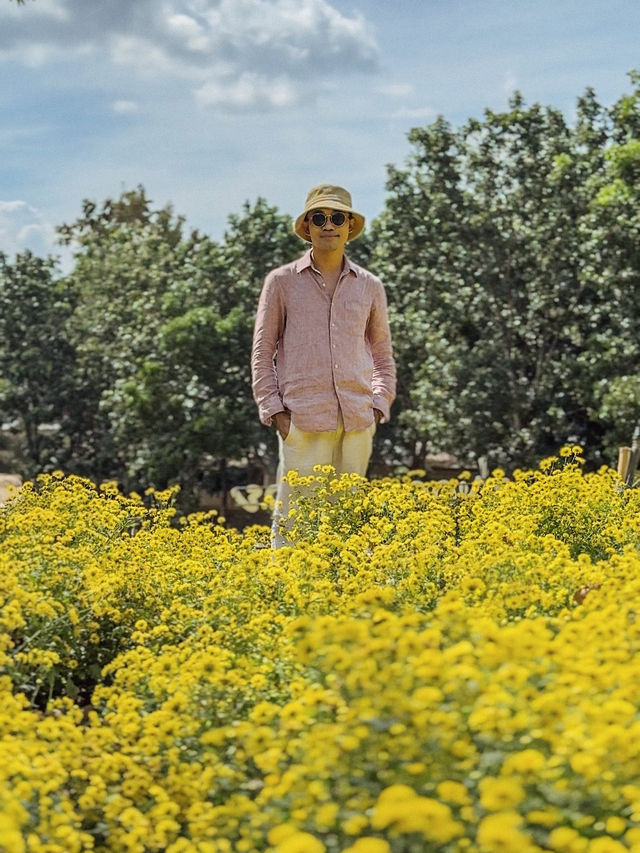 ทุ่งดอกเก็กฮวยบิ๊กโจ๊ย อ.มวกเหล็ก สระบุรี 🌼