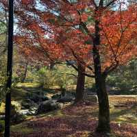 金閣寺：歴史と美の調和 🏯🍁