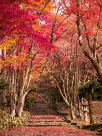 【4年ぶりの再開も！😳】滋賀県の紅葉スポットが絶景すぎる！🍁✨