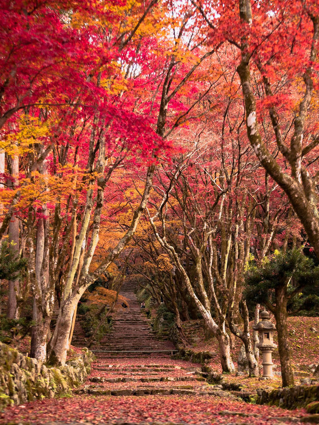 【4年ぶりの再開も！😳】滋賀県の紅葉スポットが絶景すぎる！🍁✨