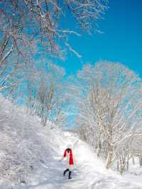 파란하늘 새하얀 눈의 대관령 양떼목장 🐑🐑❄️