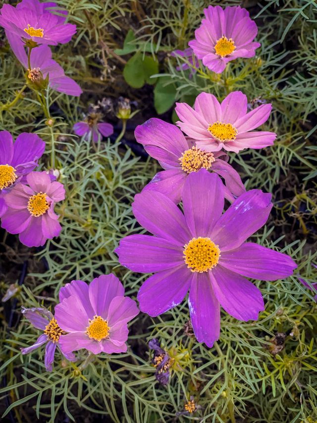 澳門偶遇上原始星球花卉展🌾