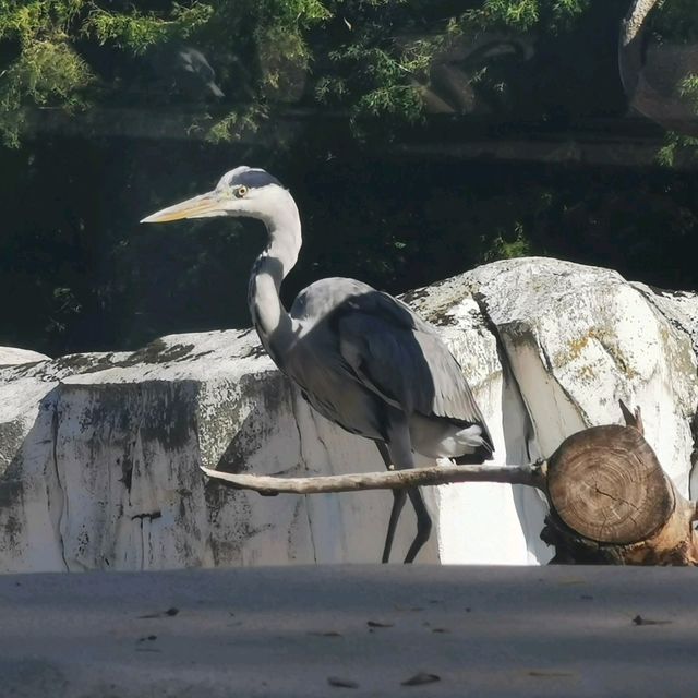 Bird Watching At Karlsruhe Zoo