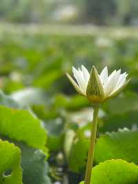 Kratom Inthra ริมทะเลสาบ 