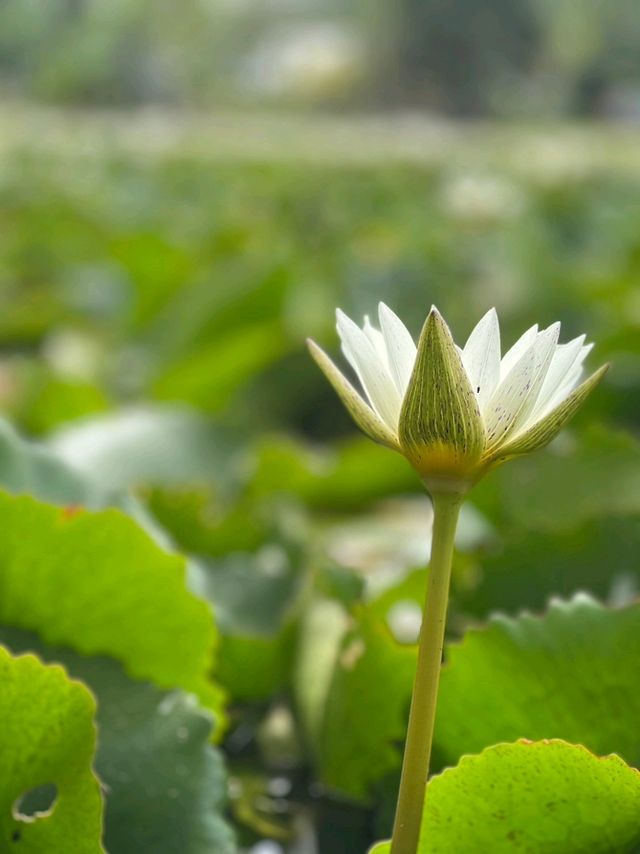 Kratom Inthra ริมทะเลสาบ 