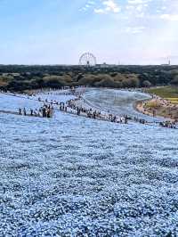 日本必打卡粉蝶花花海進國營常陸海濱公園🌿 