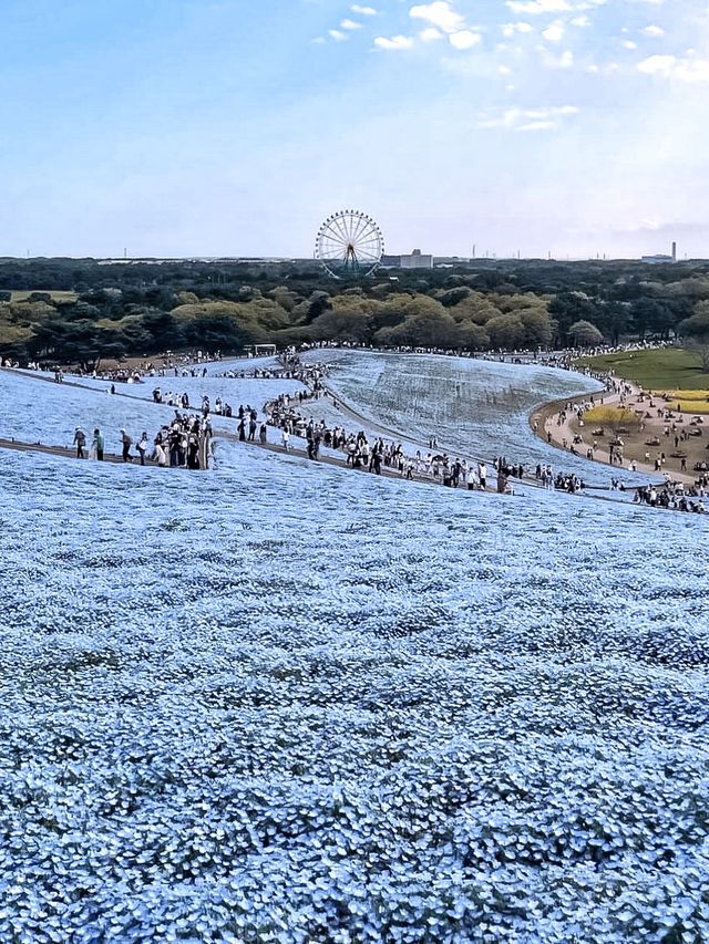 日本必打卡粉蝶花花海進國營常陸海濱公園🌿 