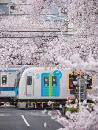 【都内の桜は3月が見頃！🌸】都内で見れるおすすめ桜スポット紹介😳✨