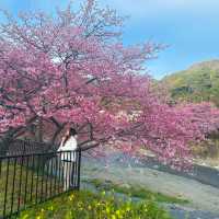 日本近郊｜超值得超宏觀的櫻花步道🌸