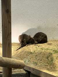 美術館…？いえ歴とした水族館です