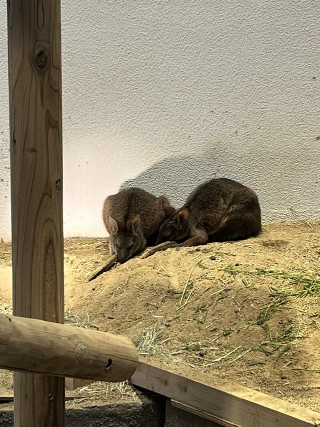美術館…？いえ歴とした水族館です