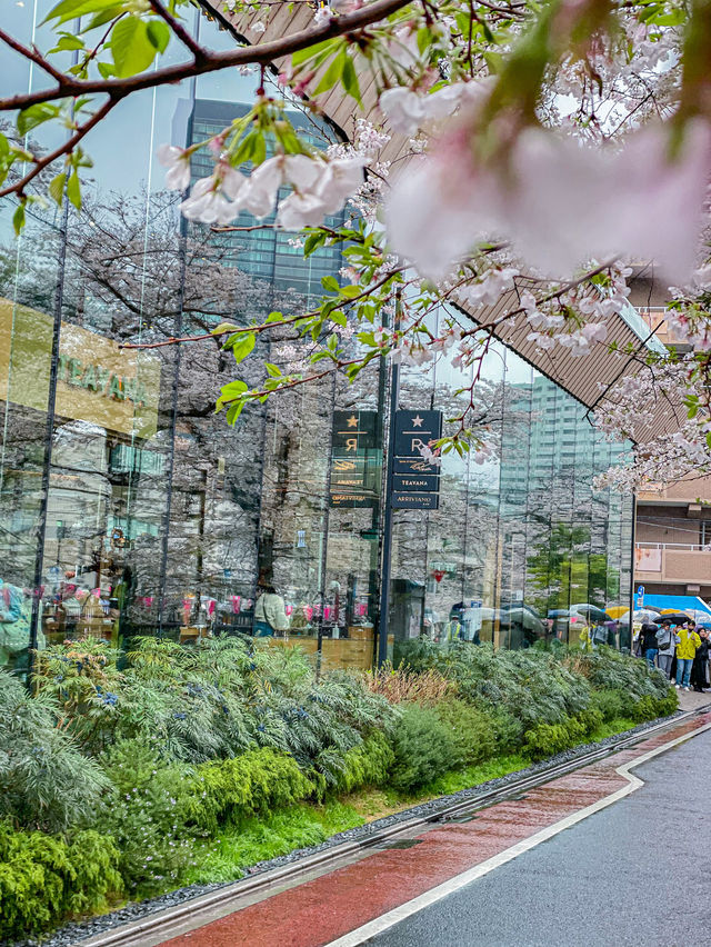 雨の日も晴れの日も🌸中目黒の桜の穴場の時間