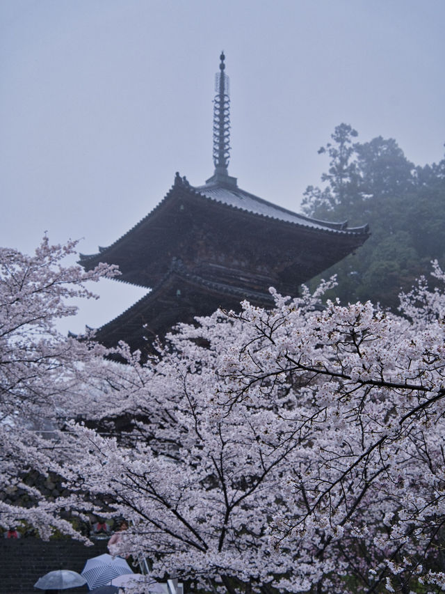 【奈良×桜】まるで桜の雲に包まれてるかのようなフォトジェニックな桜スポット🌸