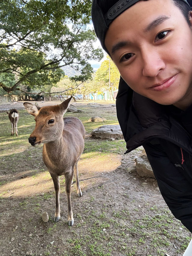 🦌 Oh My Nara Deer! 