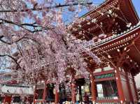 【東京・浅草】これぞ春の浅草寺🌸