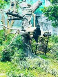 免費親子活動❣️睇熊貓🐼
