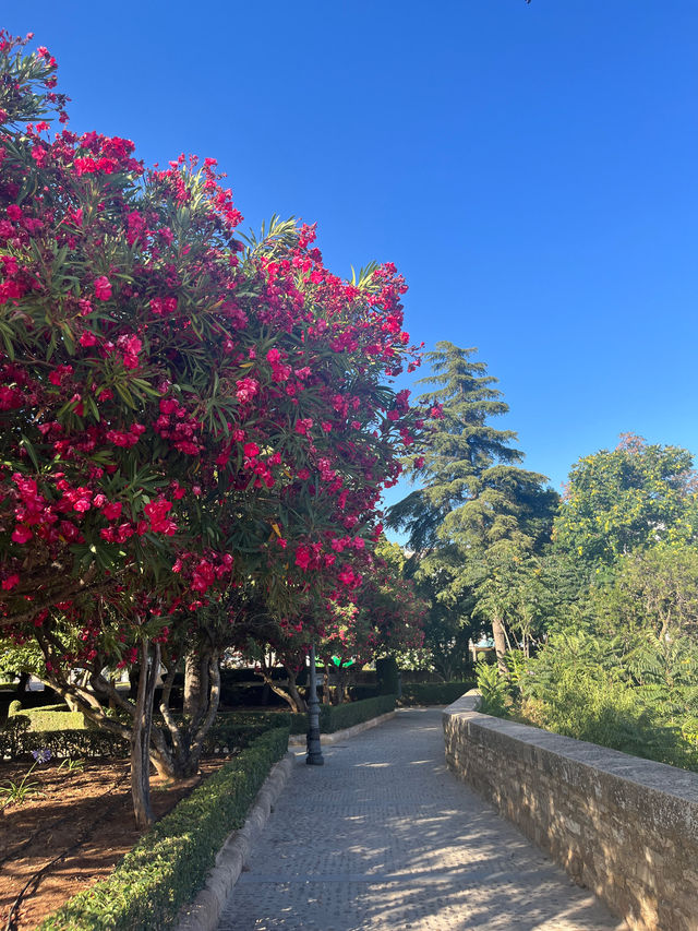고지대에서 느끼는 봄🌲🌳🌷🌺 다양한 나무와 꽃들의 향연