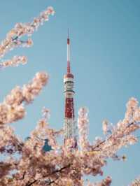 Cherry Blossom in Tokyo 🗼 