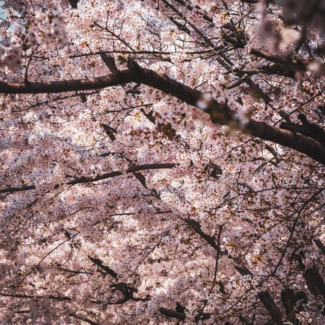 Beautiful Spring of Yeouido Hangang Park