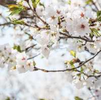 Beautiful Cherry Blossom of Hongseong Gun