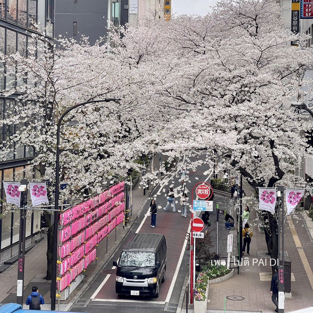 อุโมงค์ซากุระชิบูย่า ใจกลางโตเกียว🇯🇵🌸