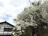 【長野】🌸高遠城址公園：春季櫻花盛開，絕美景緻不可錯過
