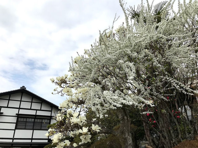 【長野】🌸高遠城址公園：春季櫻花盛開，絕美景緻不可錯過