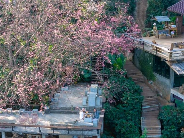 พญาเสือโคร่งบาน ที่ดอยปางขอน💮💮