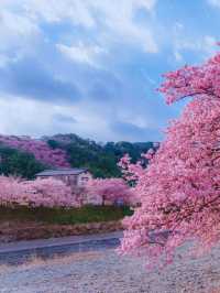 🌸Sakura🌸 @Kawazu