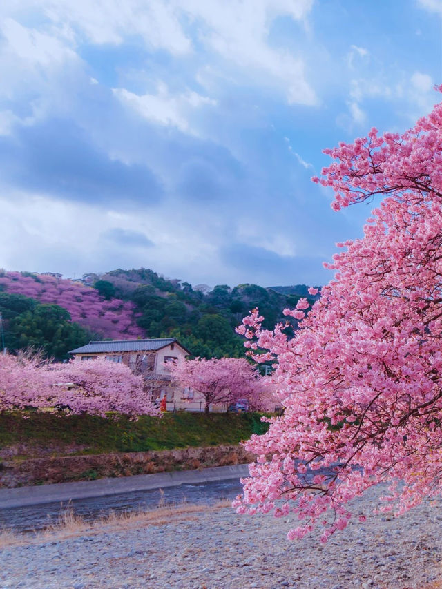 🌸Sakura🌸 @Kawazu