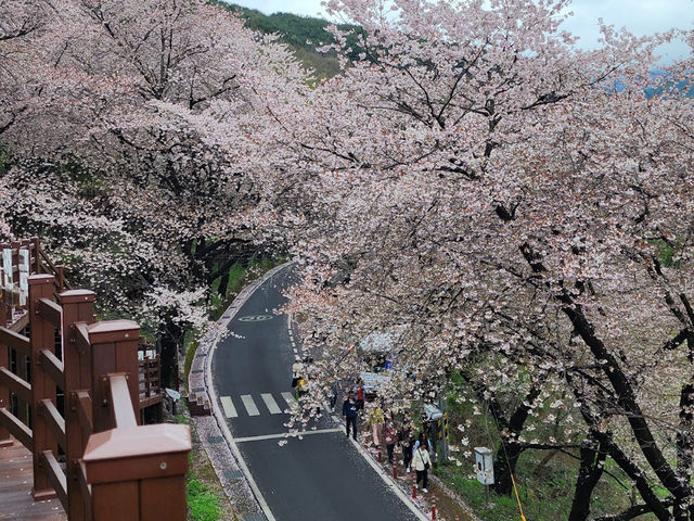 「河東十里櫻花路」：櫻花隧道、夜櫻燈光，南韓必去景點