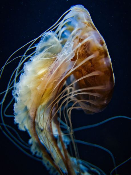 空泳ぐクラゲ (大) 山形】ゆらゆら泳ぐクラゲに涼しい空間で癒される✨一生に一度は行き