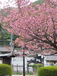 🌸🍃Narai Juku 🌸Japan