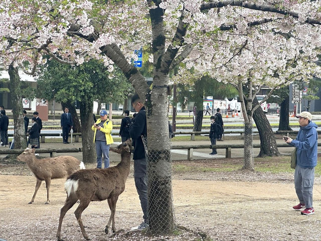 🌸 ซากุระบานที่สวนกวางนารา 🌸