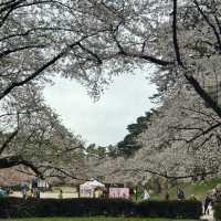 【青森】みちのく三大桜の名所で楽しもう🌸