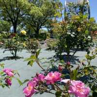 愛知県東海市　元浜公園のバラ園