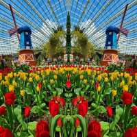 Gardens by the Bay 🌷Tulipmania🌷
