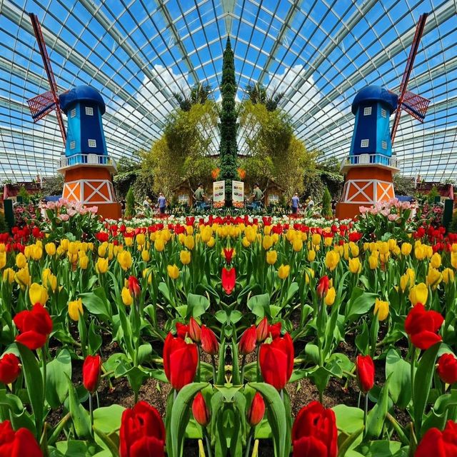 Gardens by the Bay 🌷Tulipmania🌷