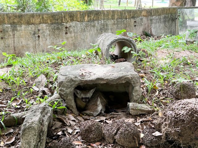 綠山野生動物園 超過300種動物的泰國大型動物園