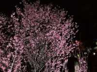 【日本廣島景點】縮景園之三：除了日櫻🌸還有限定活動：夜櫻🌸被夜櫻埋沒的縮景園更令人陶醉🌸