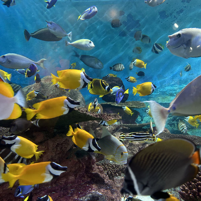 Amazing Experience at COEX Aquarium!